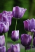 flor_roxa_8.jpg