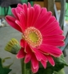 imagem_2009_12_07_08_31_16_543px.jpg
