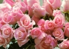 rosas_cor_de_rosa.jpg